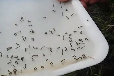 dengue